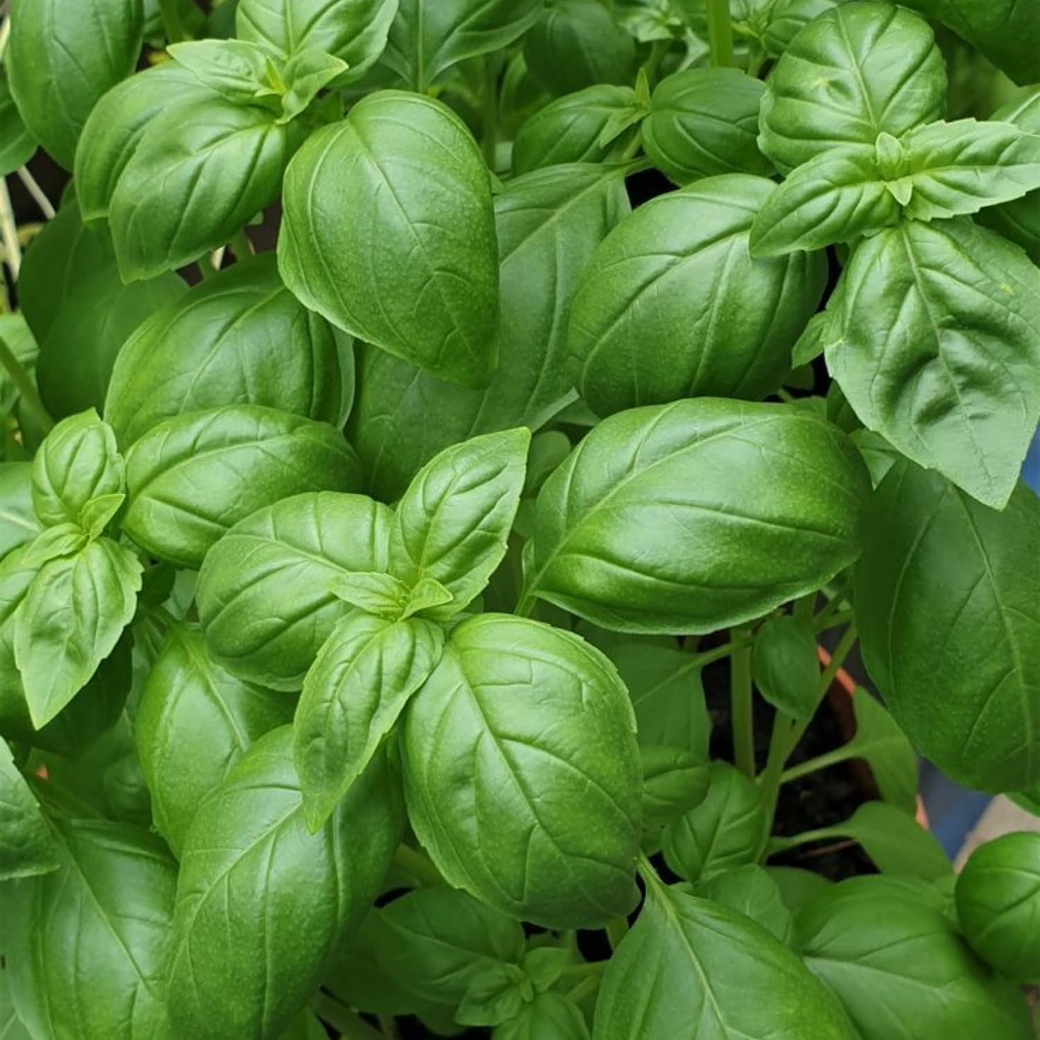 Basil Live Plant in 4″ Pot, Fresh Culinary Herb for Garden and Patio, Indoor Outdoor Growing (Sweet Basil)