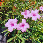 Set 6 of Pink Mexican Petunia Live Plants, Petunia Flower Plants Live from 4 Inc Tall, Shrub Plant