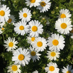 Set 3 Daisy Live Plants 5-8 Inches Well Rooted, White Perennial Flowering Daisies, Indoor Outdoor Garden