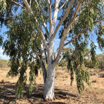 2 Lemon Eucalyptus Live Plants, Fragrant Eucalyptus Herb for Garden and Patio Containers, 2-5 Inches Tall Plugs
