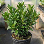 Bay Leaf Tree for Growing Laurus Nobilis Bay Leaf Trees Indoors and Outdoors from 5-9 Inc in Tall