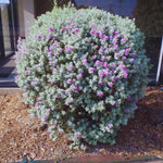 4 Fragrant Sage Salvia Live Plants, Planting in Spring Sage Plants Live, 5 to 10 Inches in Tall, Change Color (Dwarf Texas)