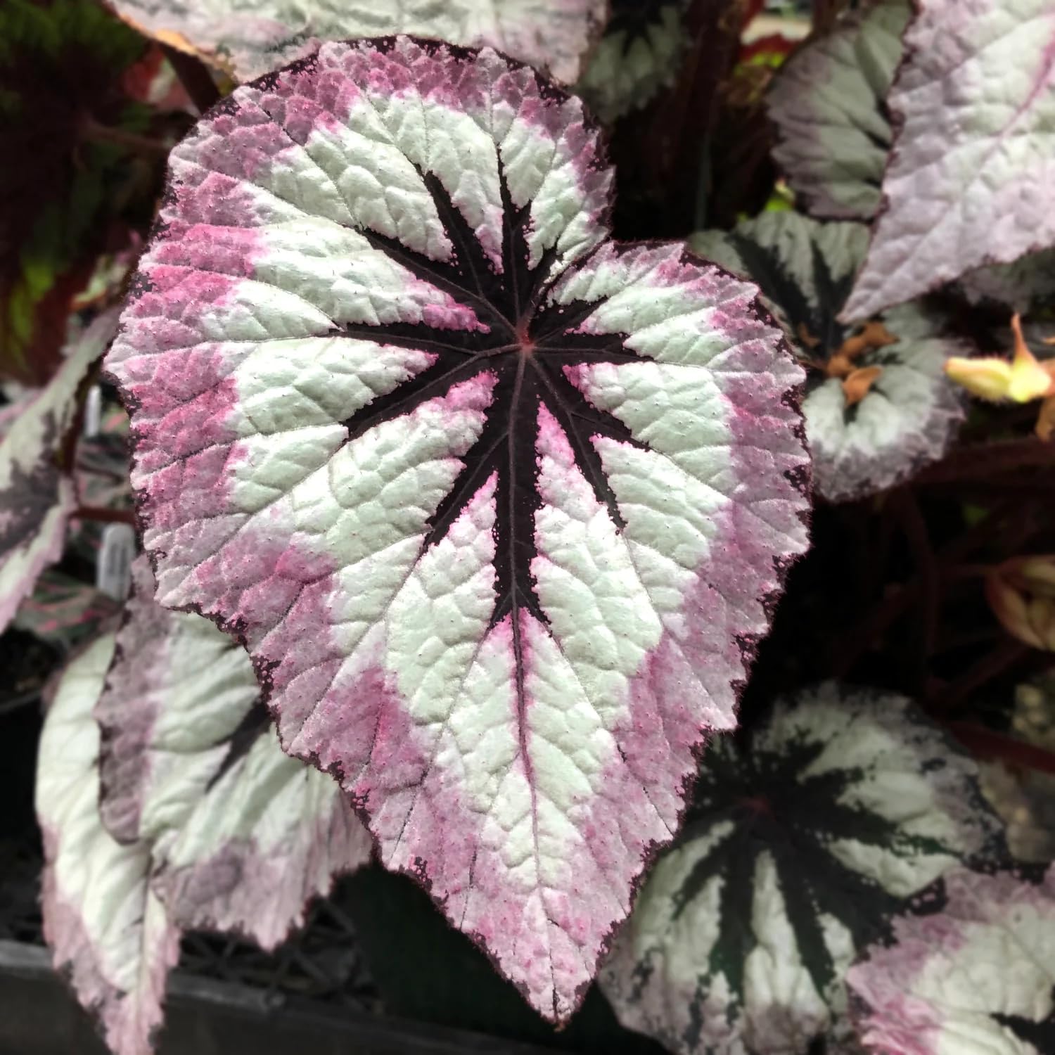 Set 2 Begonia Live Plants, Rare Begonia Plants for Trailing, Ornamental Hanging Basket 5"-9" in Tall, Fire