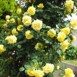 Yellow Sunrosa Rose Live Plant, 6 Months Old Starter, Fragrant Yellow Bush Roses for Planting Outdoor, No Pot