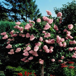 2 White to Pink Hydrangea Bushes Live Plants, Well Rooted, Dormant Hydrangea Tree Shrub 4-7 Inches for Planting