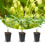Clerodendrum Plants Live Well-Rooted for Outdoor Planting, Clerodendrum Tropical Live Plant, 5"-9" in Tall (Musical Note Clerodendrum)
