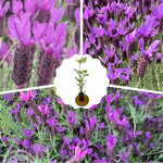 4 Lavender Plants Live Flower Indoor Outdoor, Lavandula Perennial Plants, Well Rooted 4-8" Tall, No Pot (Spanish Lavender)