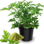 2 Live Citronella Plants, Citronella Plants Live for Garden, 4 to 6 Inches Tall, Citronella Live Plants