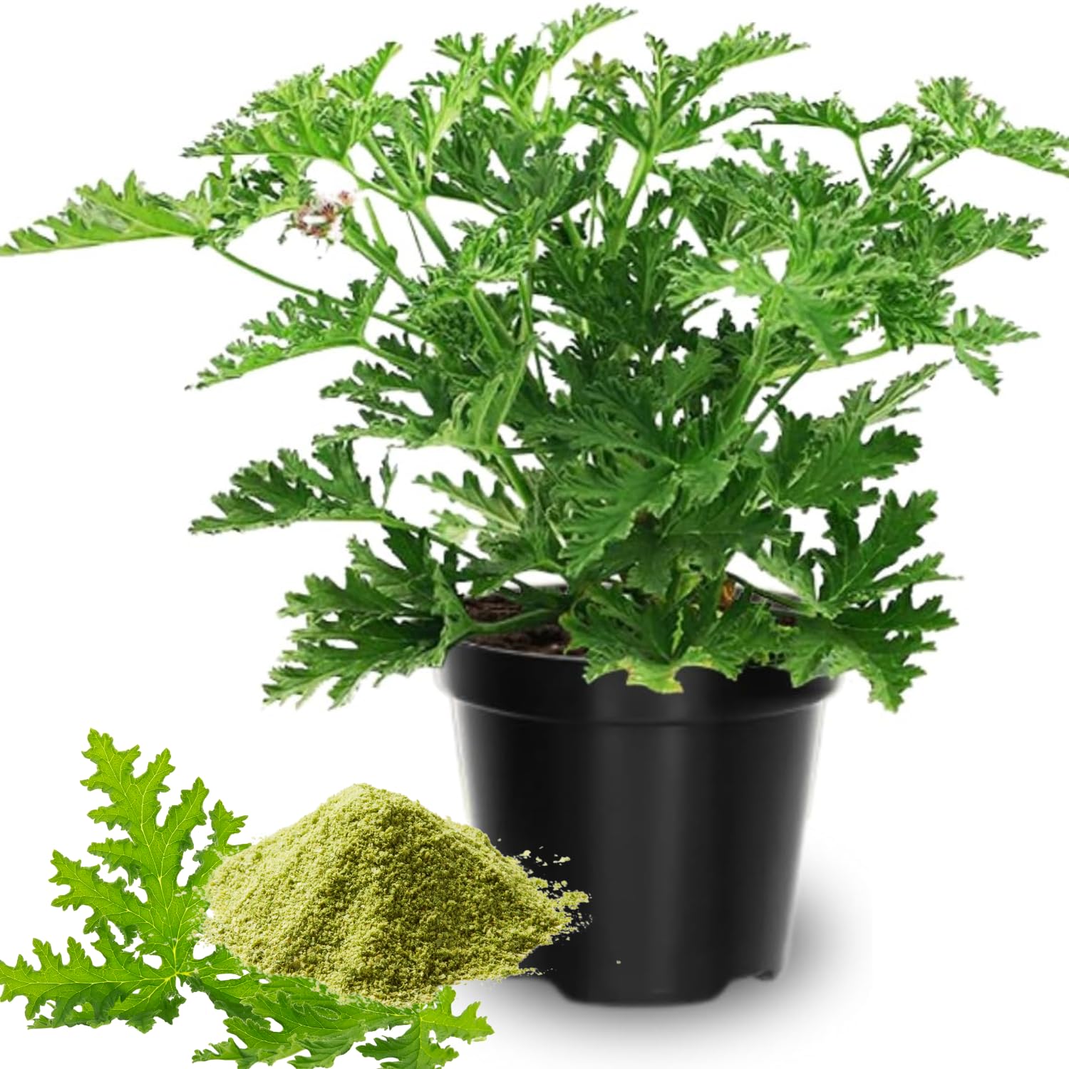 2 Live Citronella Plants, Citronella Plants Live for Garden, 4 to 6 Inches Tall, Citronella Live Plants