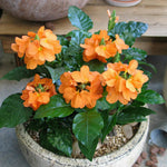 Set 4 of Orange Crossandra Plants Live from 4 Inc Tall in 4'' Potted, Live Crossandra Plants Garden