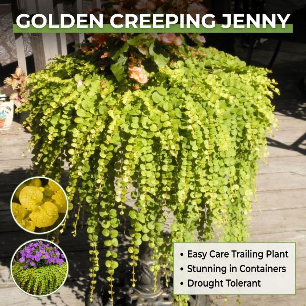 2 Golden Creeping Jenny Live Plants, 2-3 Inches Tall, Creeping Plant, Trailing Perennial Starter Plants for Home Garden Ground Cover