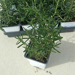 Pack 02 of Rosemary Plants Live, Live Rosemary Plants Indoor Outdoor, 3 to 6 Inches Long, Rosemary Starter Plant Indoor, Rosemary Live Plant