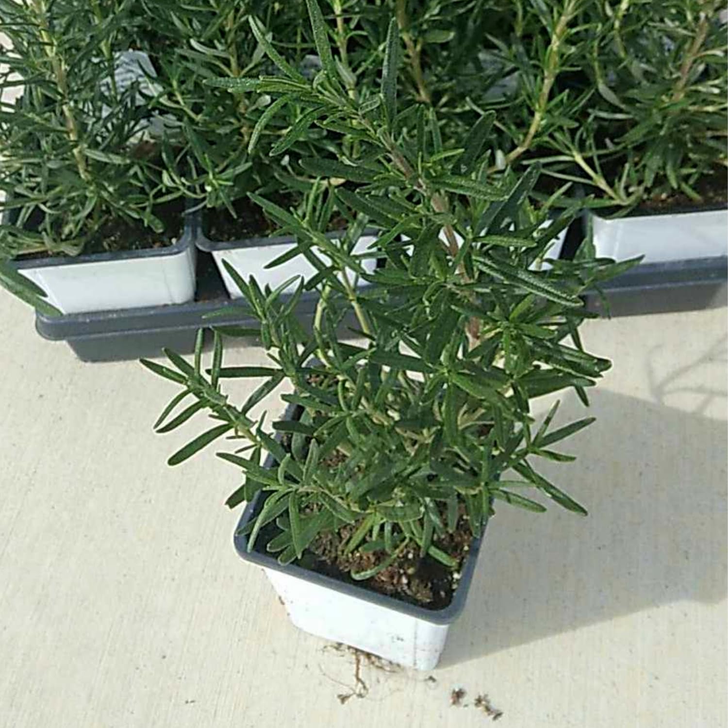 Pack 02 of Rosemary Plants Live, Live Rosemary Plants Indoor Outdoor, 3 to 6 Inches Long, Rosemary Starter Plant Indoor, Rosemary Live Plant