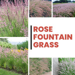 Pack 2 Fountain Grass Plants Live, Ornamental Grasses Live Plants Perennial Potted Plants Ready to Grow, 5-9 Inch Height (Rose Fountain Grass)