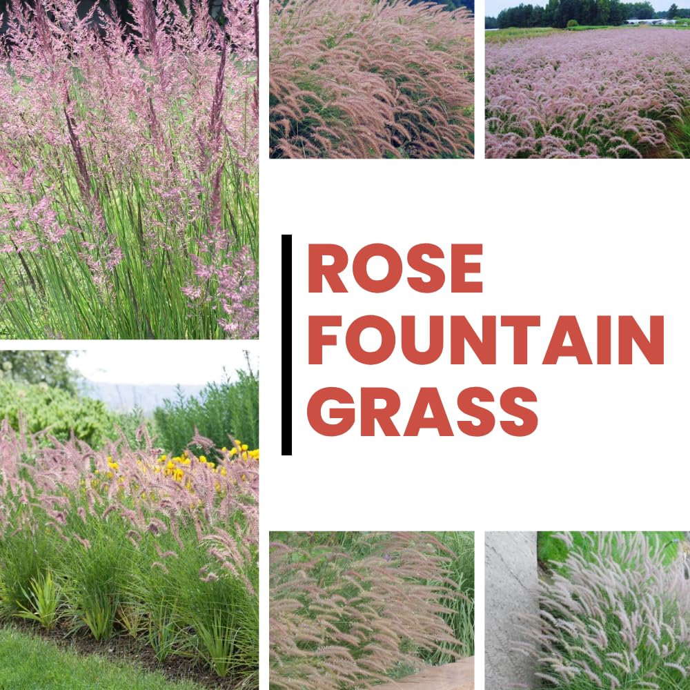 Pack 2 Fountain Grass Plants Live, Ornamental Grasses Live Plants Perennial Potted Plants Ready to Grow, 5-9 Inch Height (Rose Fountain Grass)