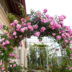 Pearly Gates Peachy Climbing Rose Live Plant, 6 Months Old Starter, Fragrant Purple Climbing Roses for Planting Outdoor, No Pot