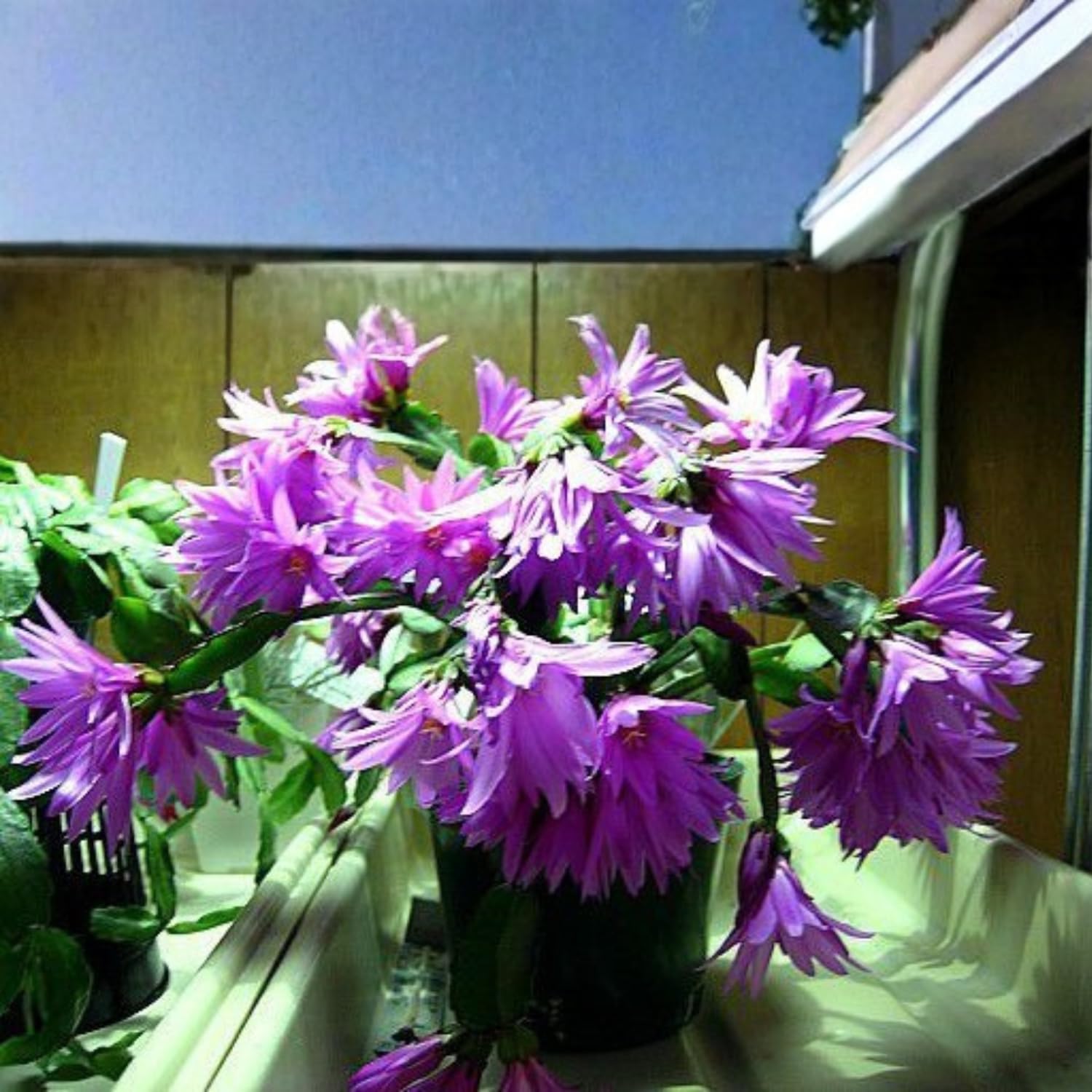 Easter Cactus Plants Live, Spring Bloom, Cold Hardy, 5-9" in Tall, No Pot, Starter Holiday Cactus Plant for Indoor Outdoor Houseplants (Purple)
