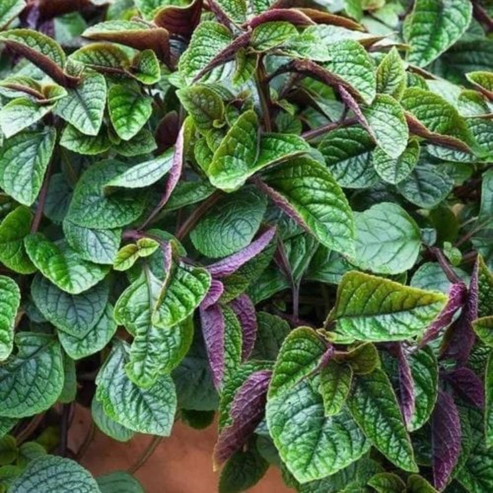 4 Purple Plectranthus Swedish Ivy Plants Live Houseplant, in 4 Inch Pots, Swedish Ivy Live Plant, Swedish Ivy Mint Starter Plants, 4-6" Height