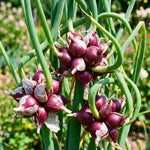 6 Tree Onion Egyptian Walking Onion Live Plants for Planting Outdoors, Rare Fresh Heirloom Allium Winter Onions Vegetable Plant, Not Bulbs