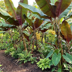 Tangry Banana Tree Live Plant, Edible Fruit, 4-6" Tall