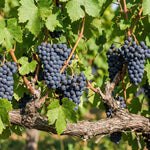 8 Purple Blue Grape Vine Cuttings, 8-12 Inches, Sweet Grape Fruits for Garden Planting, Outdoor Climbing Fruit Vine