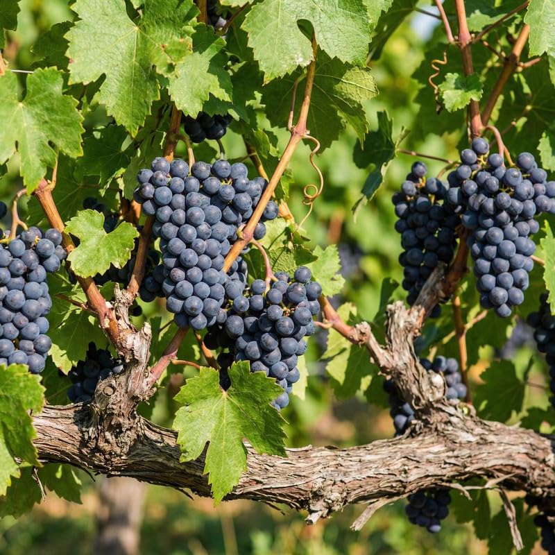 8 Purple Blue Grape Vine Cuttings, 8-12 Inches, Sweet Grape Fruits for Garden Planting, Outdoor Climbing Fruit Vine