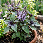 African Blue Basil Plant Live, Basil Plant Live, 2-5 Inc Tall, Fragrant Culinary Herb Seedling for Indoor Outdoor Growing
