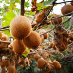 4 Hardy Kiwi Plants Live Vine for Planting, 4-6" Starter Kiwi Trees Live Plant for Outdoor Growing