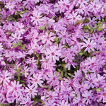 Pack 3 Creeping Phlox Plants Live, 5-9 Inches, Perennial Creeping Phlox Ground Cover Outdoor Garden (Pink)