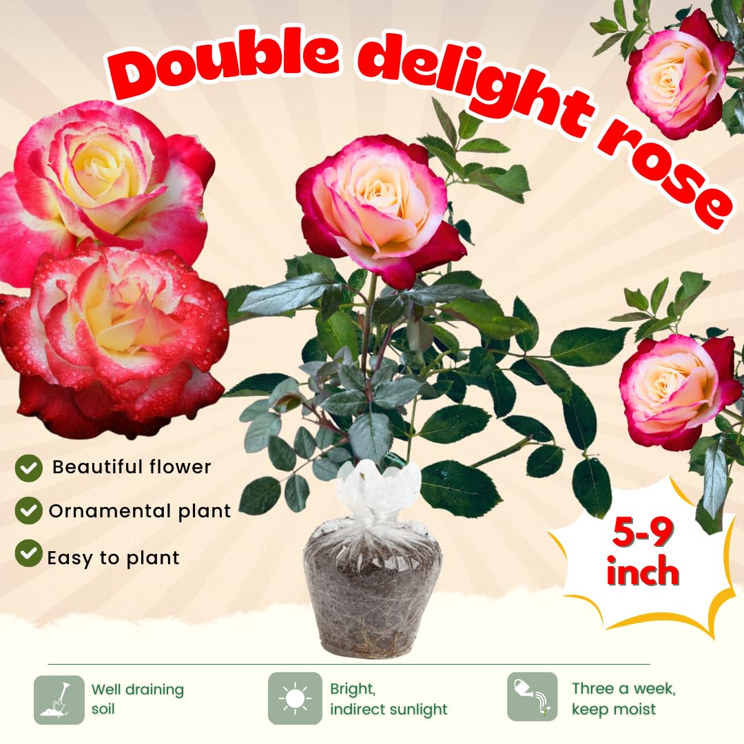 Rose Bush Live Plant for Gardening, Hardy Fragrant Rose Flower Plant, 5 to 10 Inch Tall, Ideal for Outdoor Planting (Delight Rose)