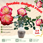 Rose Plant Live for Planting, Bareroot 6-10 Inch Tall, Climbing Vine Bush Shrub for Flowering (Delight Rose)