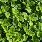 Pack 3 Oregano Plants, Perennial Oregano Plant, 3 to 6 Inch Tall, Fragrant Leaves Herb Mint Starter Plants for Outdoor Indoor Garden