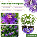 Set 2 Passiflora Incarnata Maypop Plant 4-6 Inch Height, Purple Maypop Passion Flower Plant for Trellis and Garden, No Pot