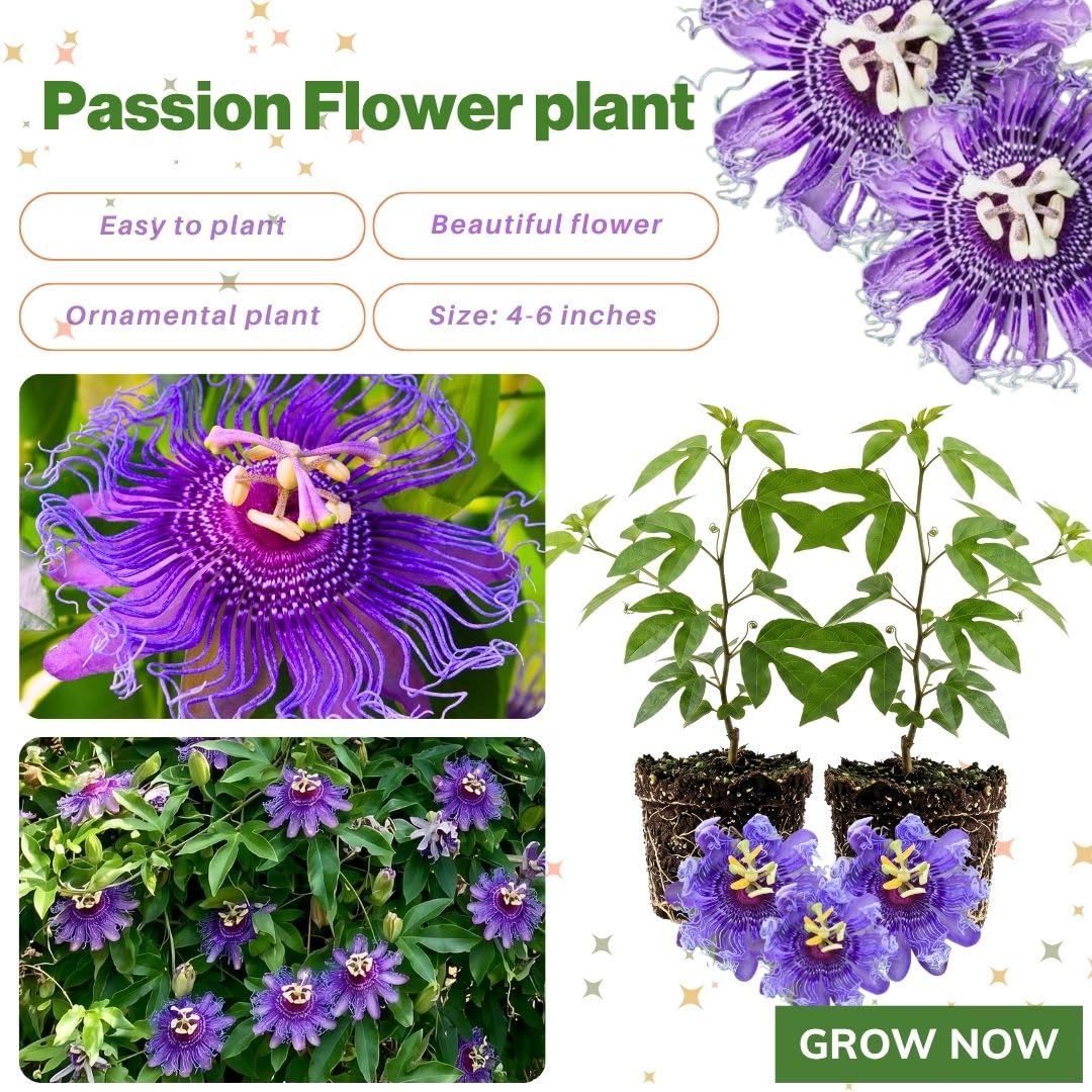Set 2 Passiflora Incarnata Maypop Plant 4-6 Inch Height, Purple Maypop Passion Flower Plant for Trellis and Garden, No Pot