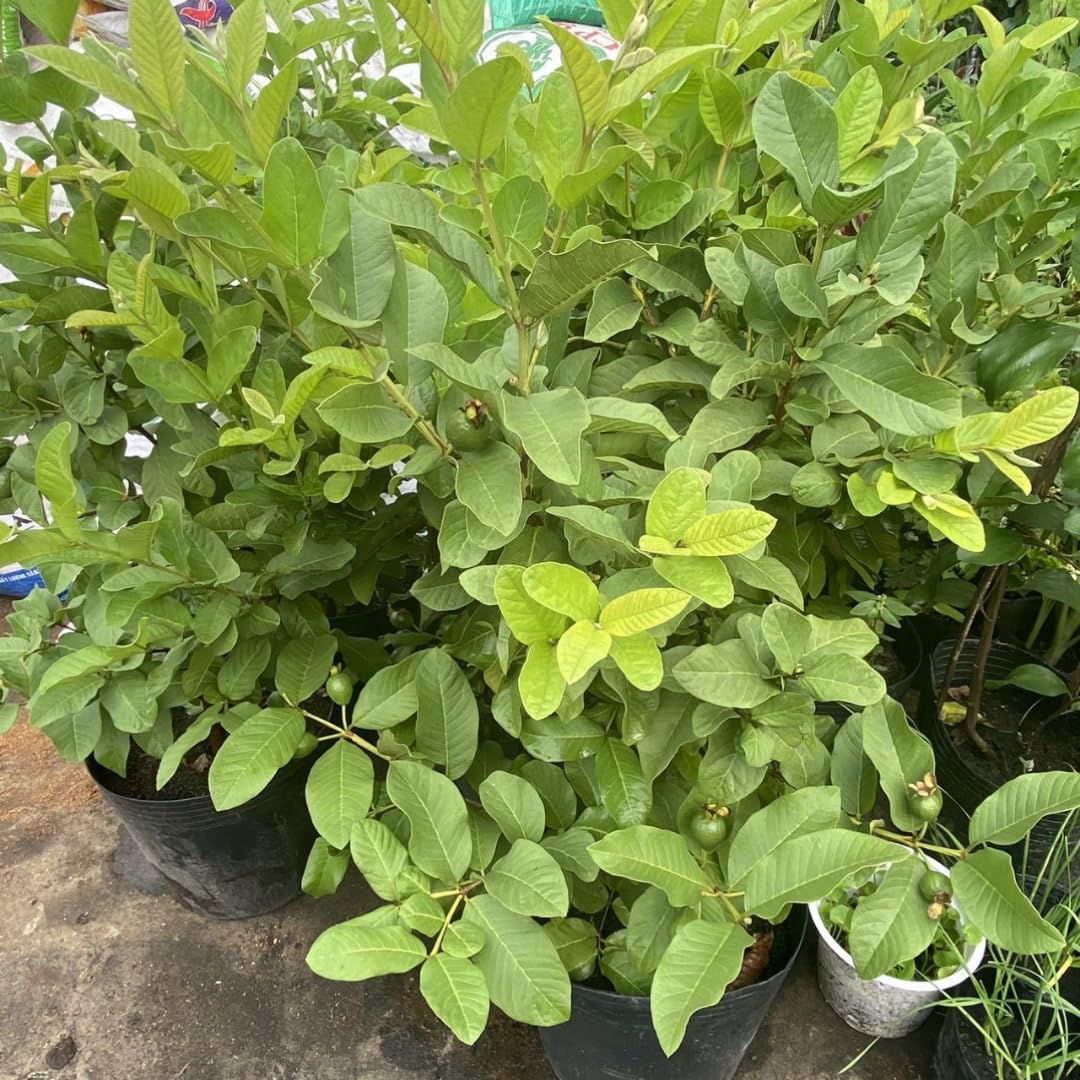 White Guava Tree Live Plant 1 Year Old Seedling, 6-10" Well Rooted, Ready to Bear Fruit Within 1-2 Years