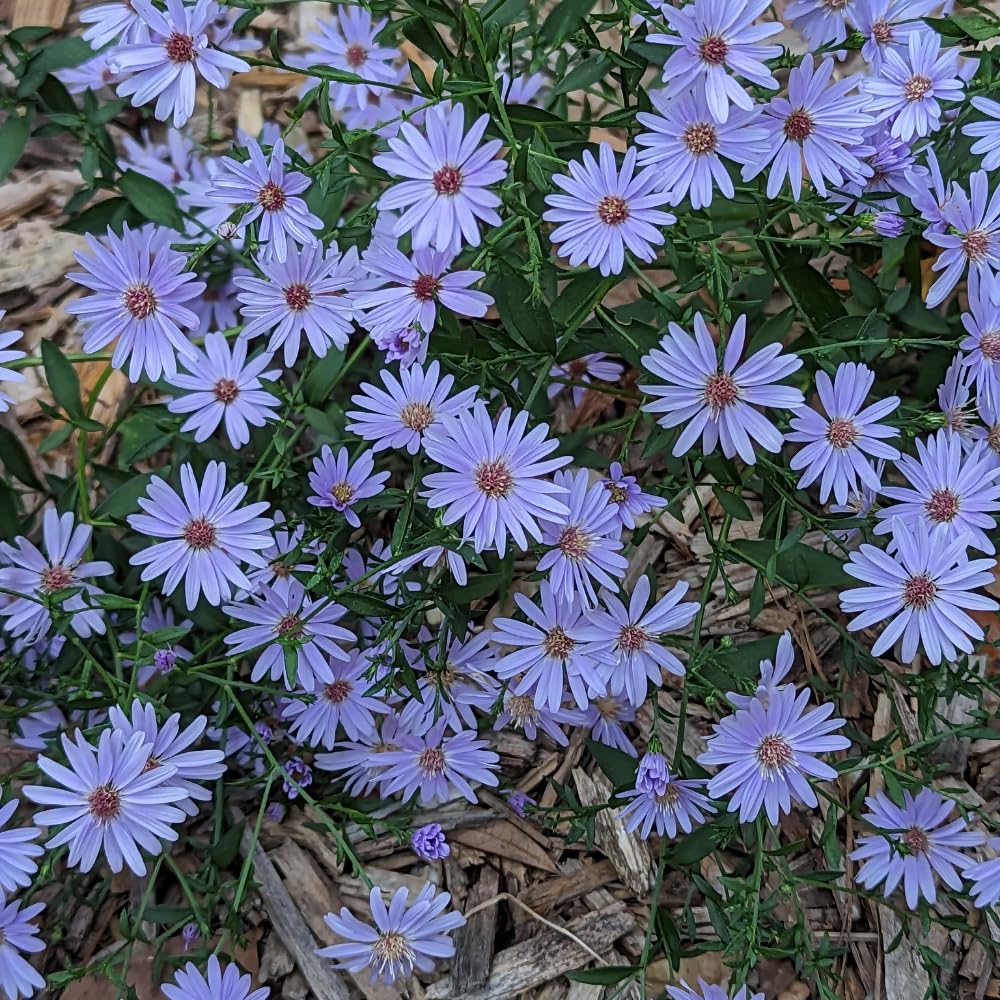 Set 2 Hardy Aster Plants Live, Perennial Aster Flowers for Planting Outdoor, Container, Garden 4-8 Inches - Blue Blooms