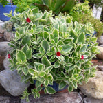 Variegated Baby Sun Rose Plant Live 4" Pot, Variegated Ice Succulent Plant for Indoor Outdoor Growing