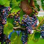 10 Black Grape Cuttings for Planting, Grape Vine Plant, Sweet Fruit Garden, 6 to 8'' Tall Cuttings