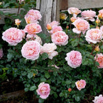 Rose Plant Live, Rose Bush Live Plant, Fragrant Flowers Ready to Plant, 5-9 Inch Height, Well-Rooted, No Pot (Apricot Pink Rose)