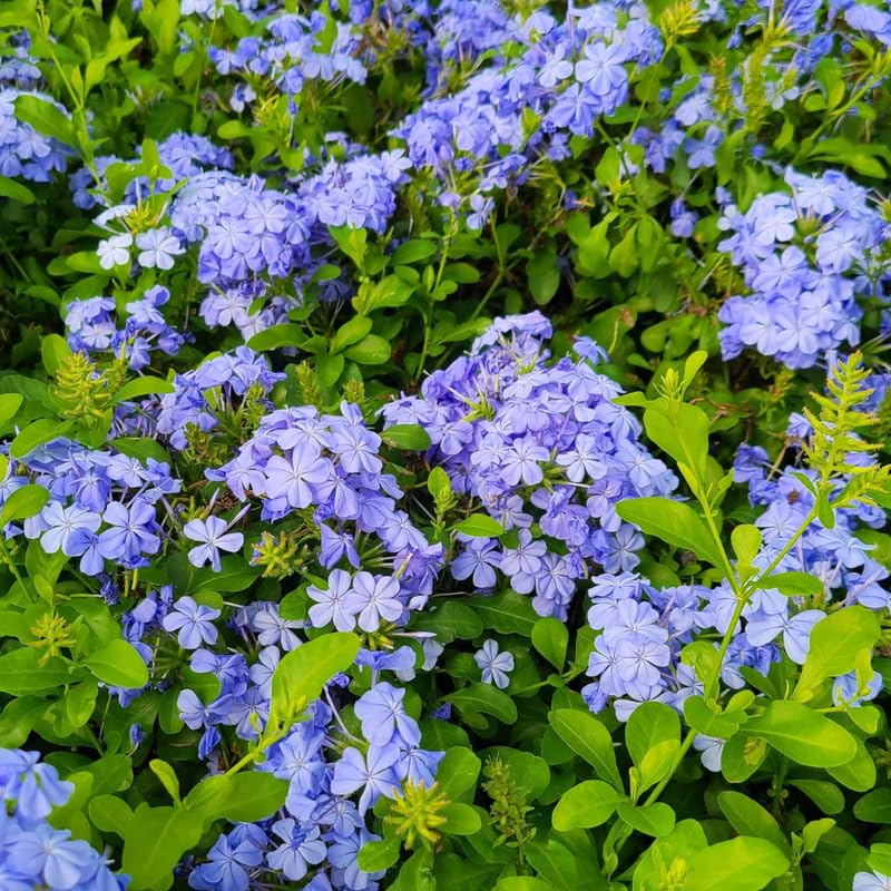 Set 2 Pots Blue Plumbago Plants, 4-6" Tall Plumbago Live Plant in 4 Inch Pot, Great for Trellis, Containers, Perennial Hardy Blue Flower Plant