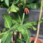 Banana Trees Live Plants from 4 to 6 Inc Long, Cavendish Banana Plants Live for Planting Gardening Outdoor Indoor