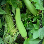 Set 2 Pots Luffa Plants, Live Loofah Gourd Vines in 4 Inch Pots, 4-6" Vegetable Luffa Vine Plant Seedlings