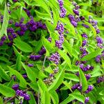 Set 2 Beautyberry Bushes Live Plants, Purple Berries Trees 4-8 Inches, Ready to Plant Outdoor, No Pot