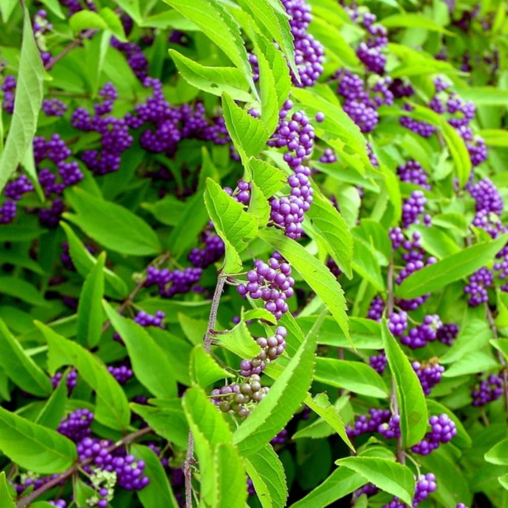 Set 2 Beautyberry Bushes Live Plants, Purple Berries Trees 4-8 Inches, Ready to Plant Outdoor, No Pot