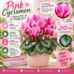 Pink Cyclamen Plant Live, Flowering Houseplant, 4" Pot