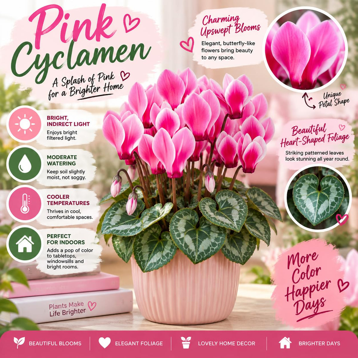 Pink Cyclamen Plant Live, Flowering Houseplant, 4" Pot