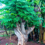 2 to 4 Live Moringa Trees Plants, Cold Hardy for Outdoor Garden, Zones 4-9, Well-Rooted Plant in Pot, Moringa Oleifera Malunggay Horseradish Trees