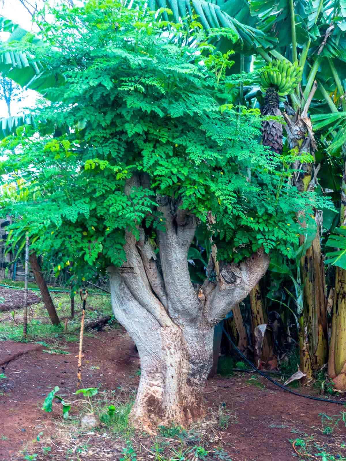 2 to 4 Live Moringa Trees Plants, Cold Hardy for Outdoor Garden, Zones 4-9, Well-Rooted Plant in Pot, Moringa Oleifera Malunggay Horseradish Trees