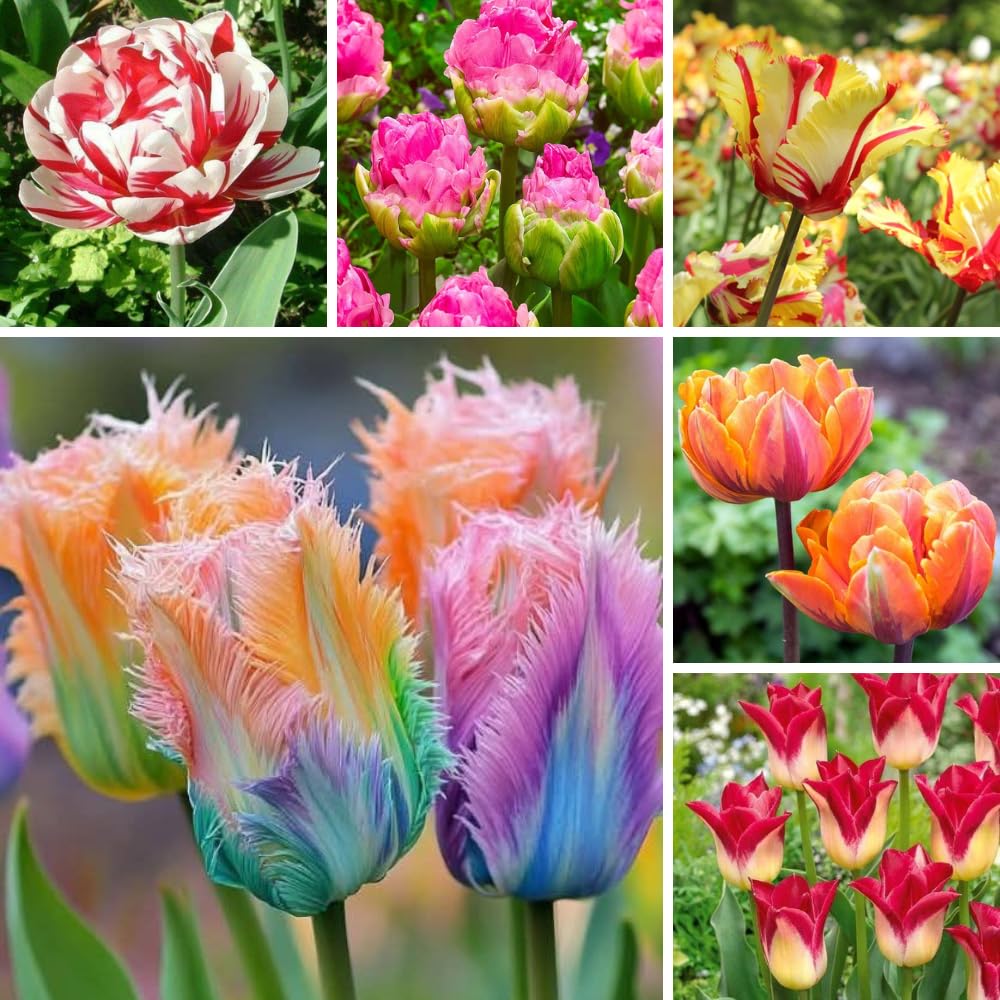 25 Tulip Bulbs for Planting, Easy-Grow Spring Flowers, Assorted Perennial Tulip Bulbs, Bulb Size 11/12 cm, Gardens, Containers, Flowerbeds Planting (Rare Tulip)
