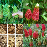 10 Awapuhi Shampoo Ginger Live Plant Rhizomes, Fresh Red Ginger Rhizomes Roots, Pinecone Zingiber Zerumbet Hawaiian Ginger Lily for Zones 8-11